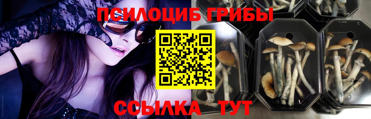 Лабытнанги  Галлюциногенные грибы Cubensis  Вход с VPN 